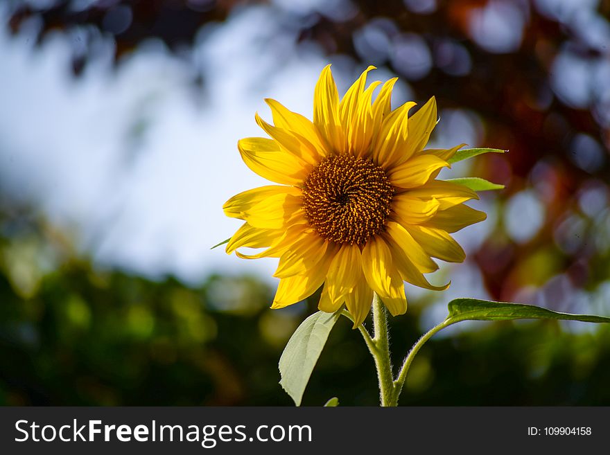 Photo Of Sunflower