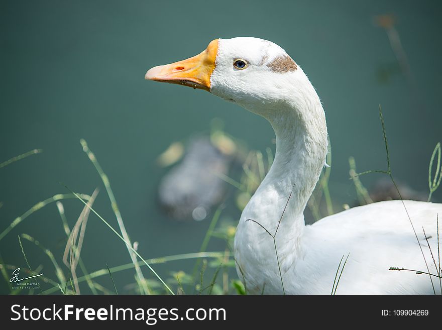 White Domestic Goose Near a Water Closeup Photo