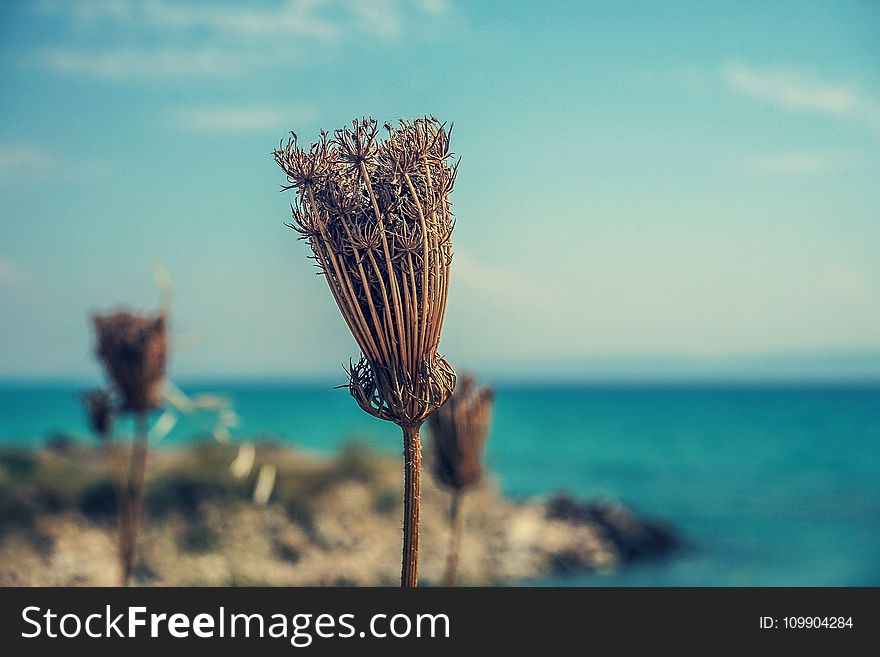 Beach, Blue, Blur