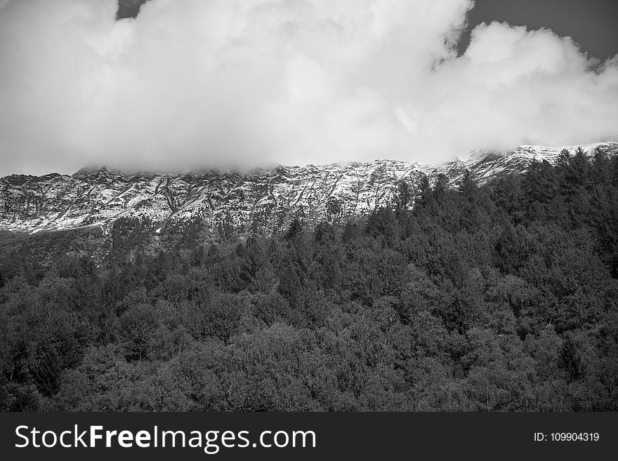 Grayscale Photo of Forest