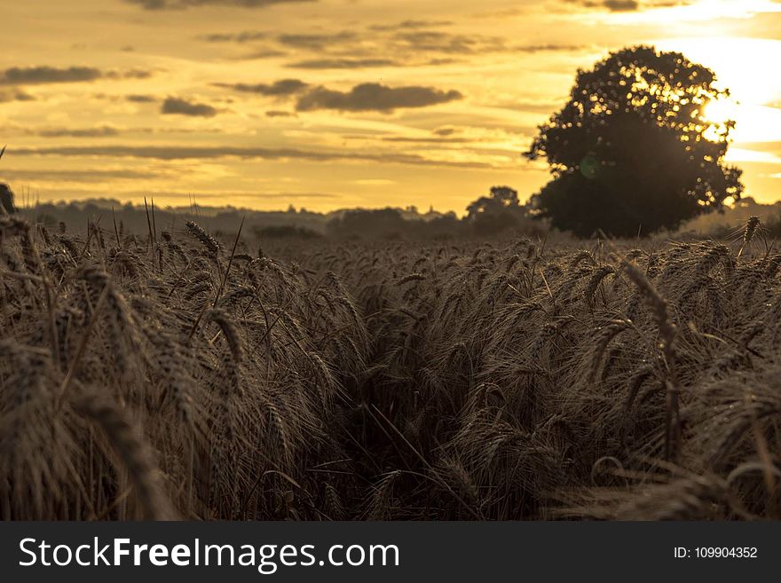 Agriculture, Countryside, Crop