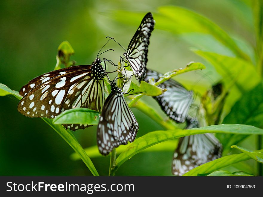 Blur, Butterflies, Close-up