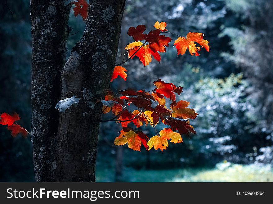 Autumn, Leaves, Blur