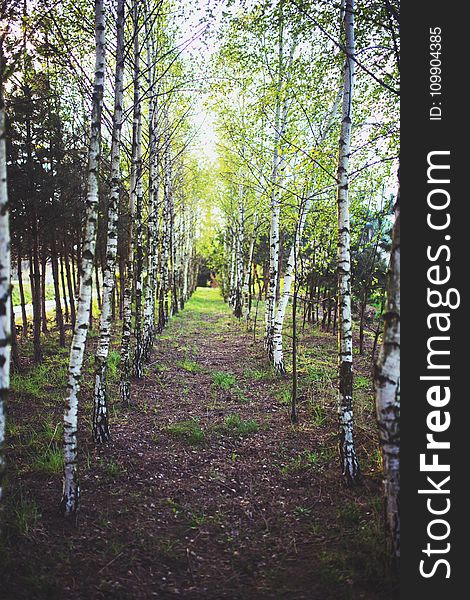 Birch Forest