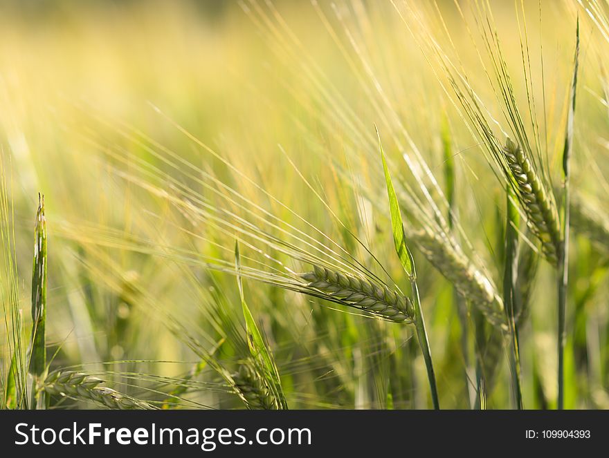 Agriculture, Arable, Barley