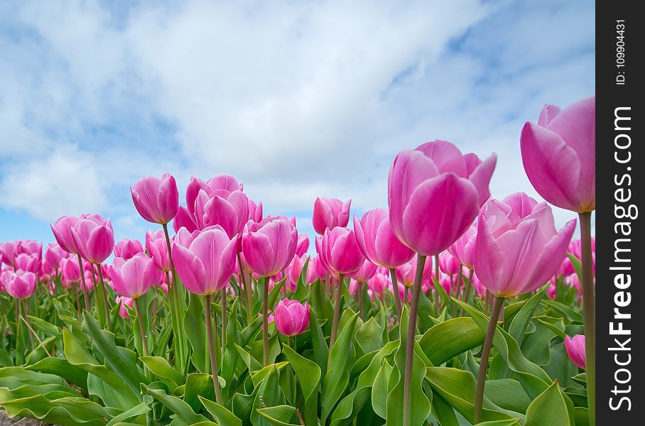Bunch of Pink Tulips