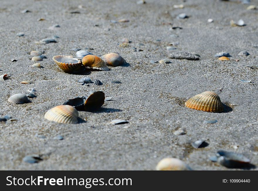 Close-up Photo of Seashells