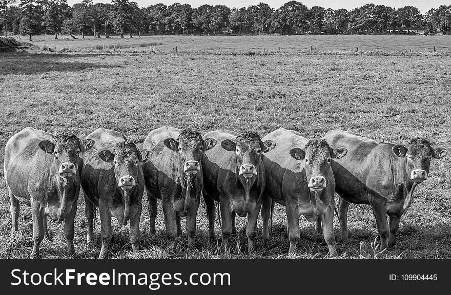 Grayscale Photo of Six Water Buffalo in Field