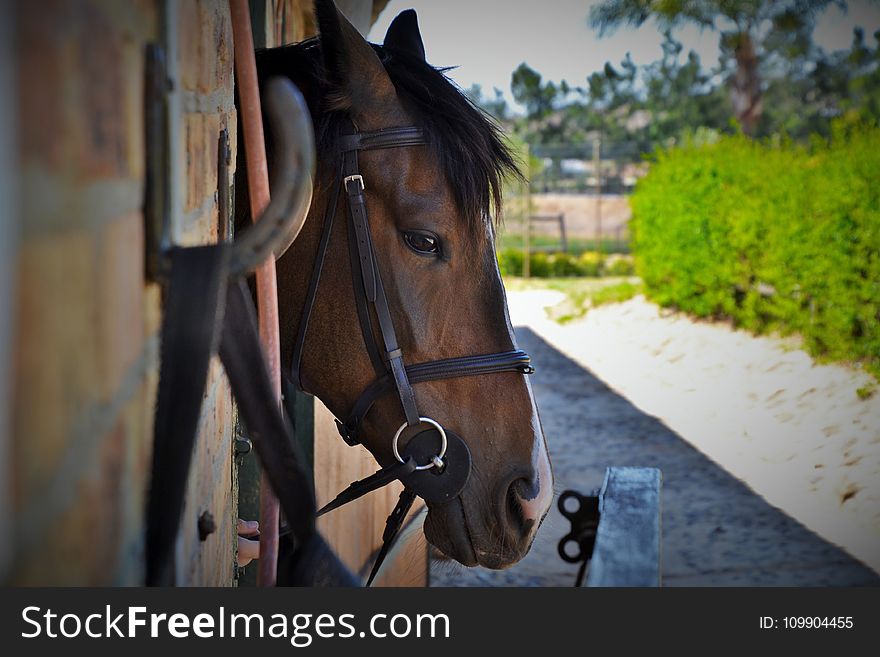 Animal, Barn, Countryside