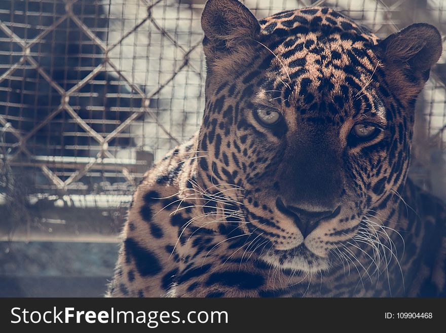 Brown Leopard On Chain Link Fence