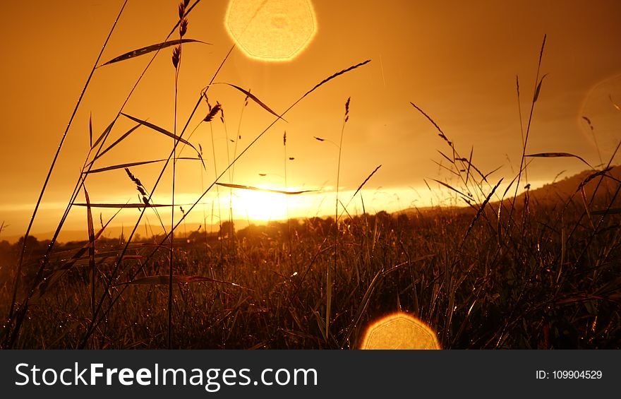 Agriculture, Countryside, Crop