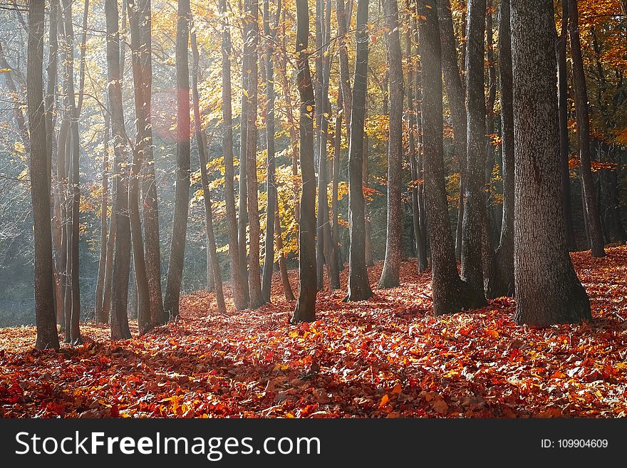 Landscape Photography of Forest during Autumn Season