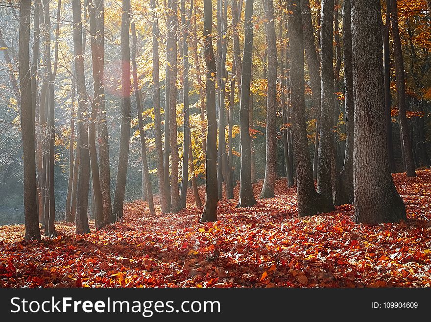 Landscape Photography Of Forest During Autumn Season