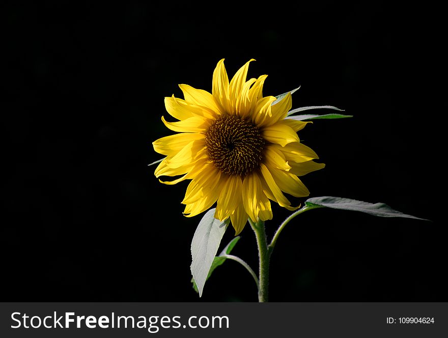 Photo Of Sunflower