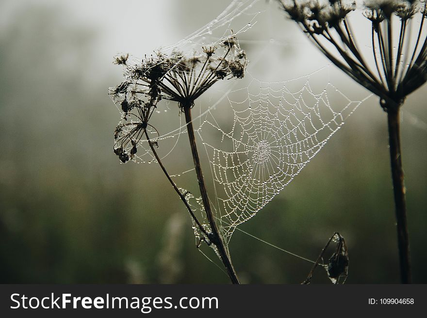 Shallow Focus Photography of a Spiderweb With Raindrops