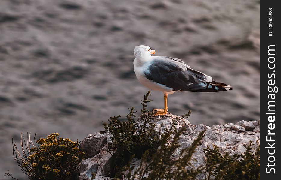 White and Grey Seagull on Rock