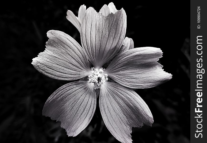 Black-and-white, Bloom, Blooming