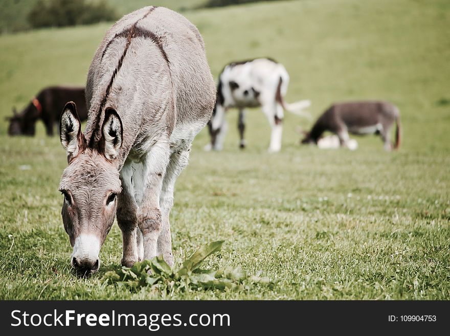 Agriculture, Animal, Photography