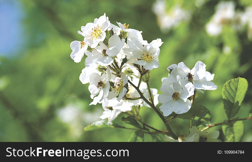 Beautiful, Bloom, Blooming