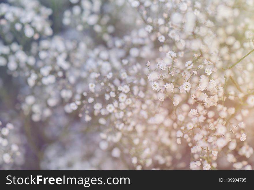 Beautiful, Flowers, Blur