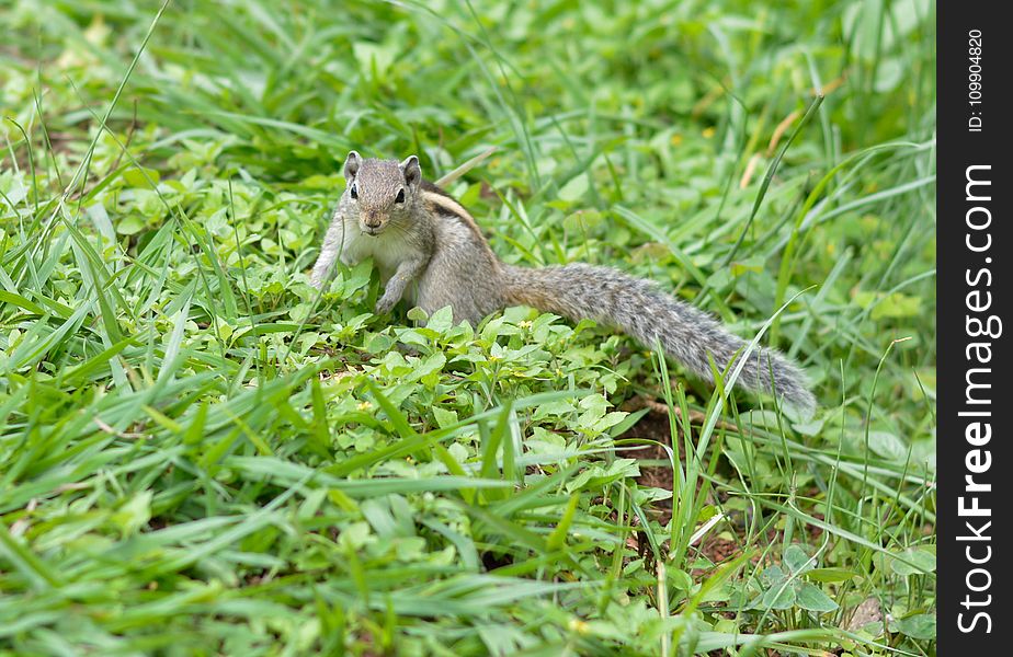 Shallow Focus Photography of Gray Squirrel on Grass