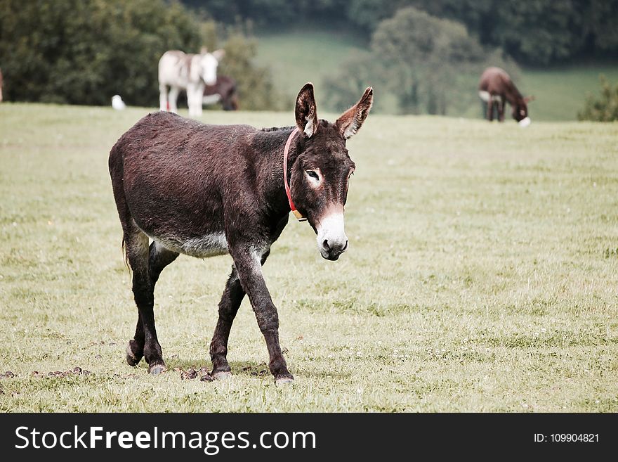 Agriculture, Animal, Countryside