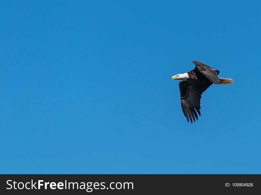 Bald Eagle Flying Under Blue Sky during Daytime