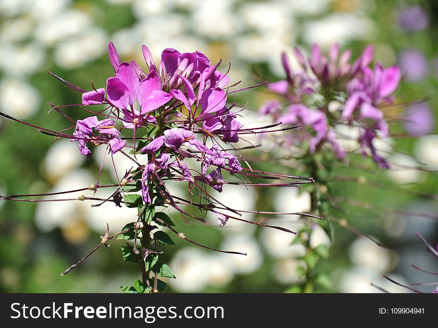 Close-up Photography Of Flowers