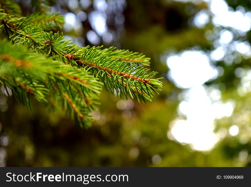 Blur, Close-up, Coniferous