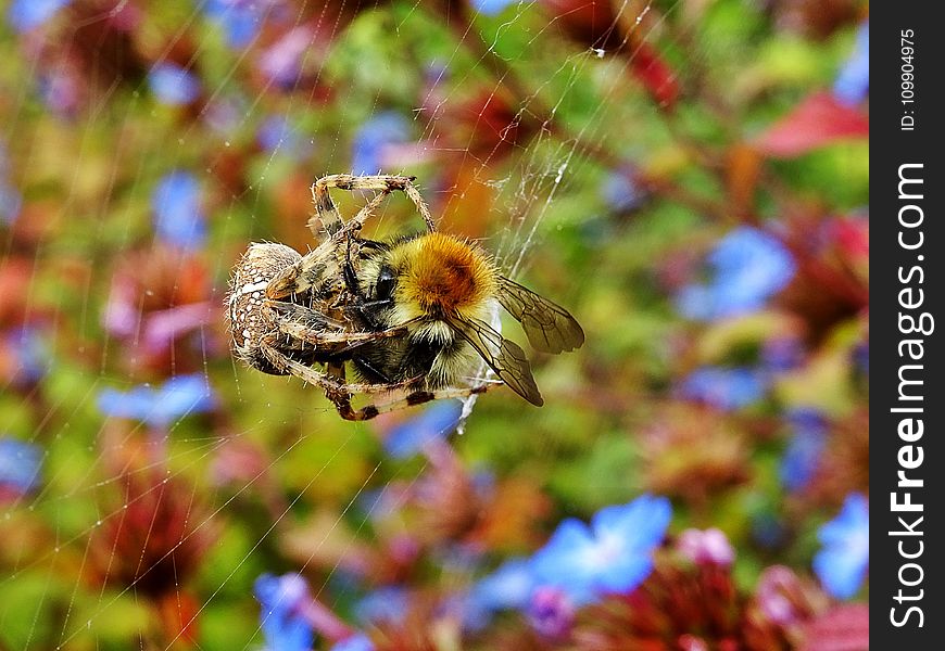 Bee, Blur, Close-up