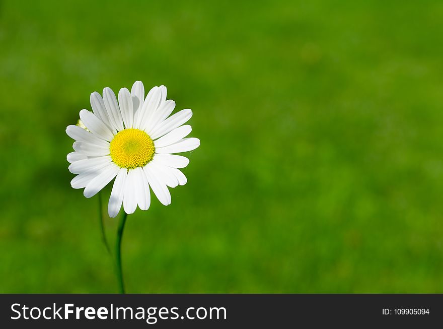 White Daisy Closeup Photography