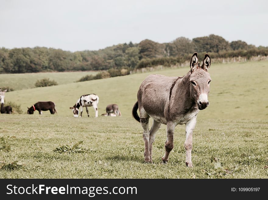 Agriculture, Animal, Photography