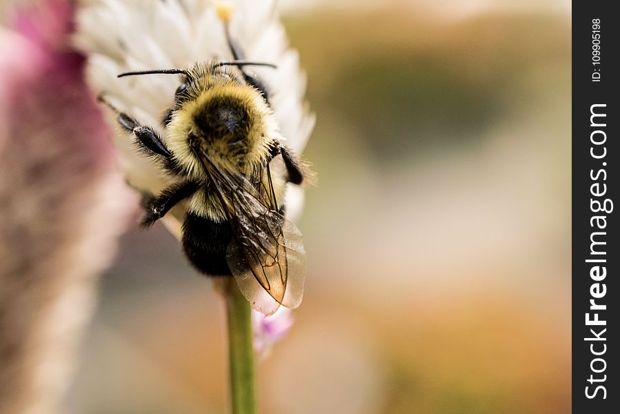 Bee, Blur, Bumblebee