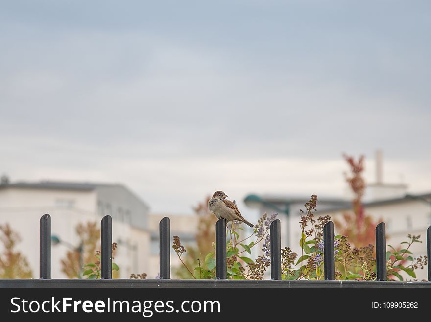 Brown Small Beaked Bird On Fence