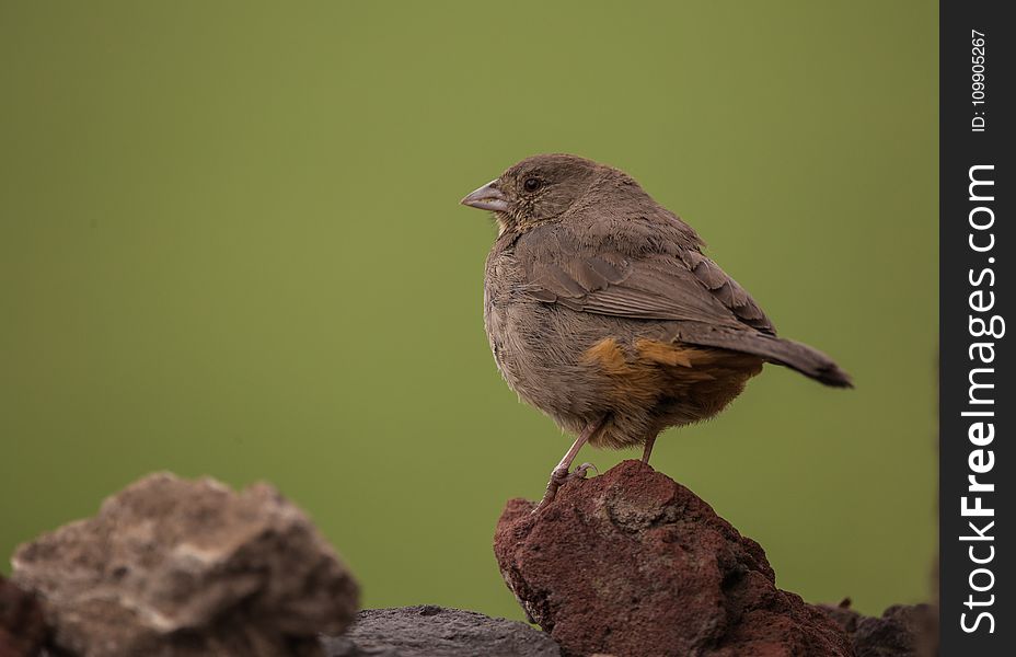 Brown Sparrow On Brown Rock