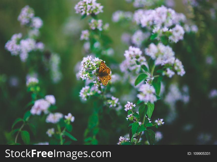 Butterfly on flower II