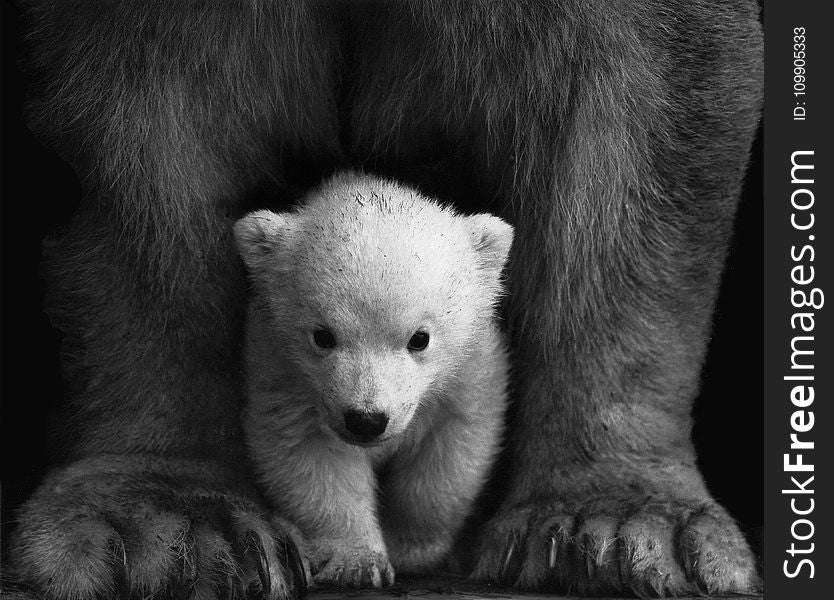 Animal, Photography, Bear