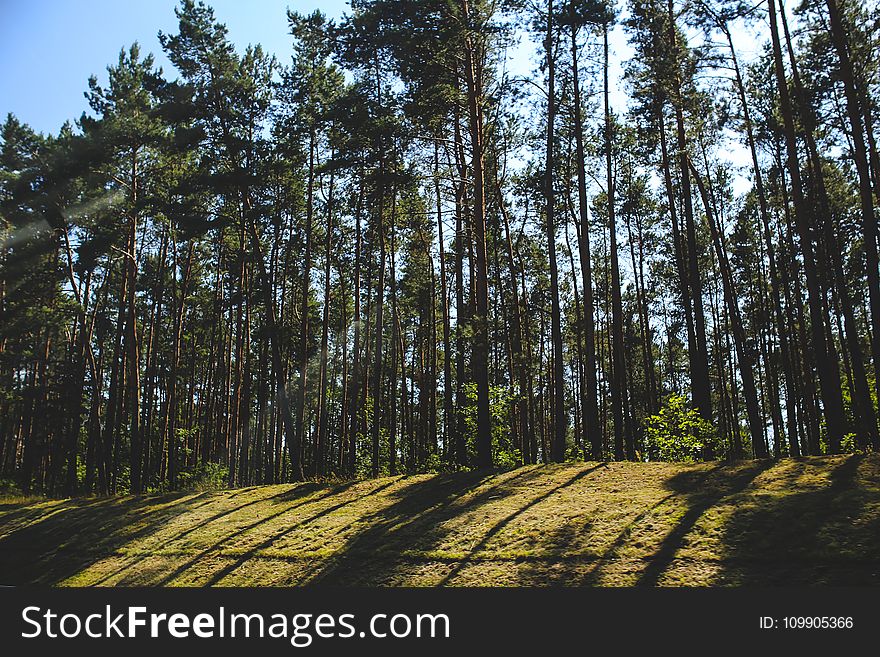 Shadow of the forest