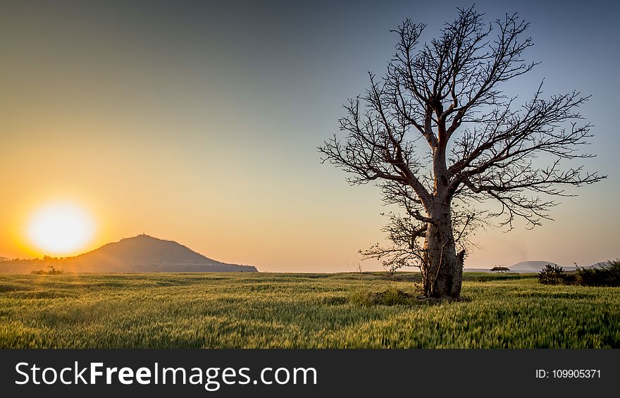 Backlit, Countryside, Dawn