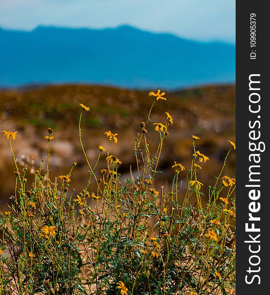 Yellow Petaled Flowers