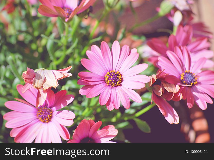 Beautiful, Flowers, Bloom