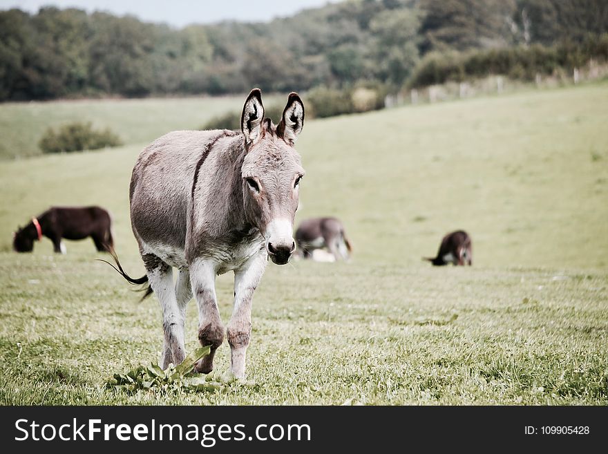 Agriculture, Animal, Photography