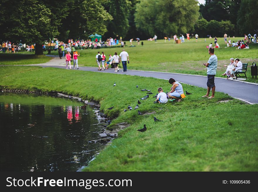 Feeding the pigeons