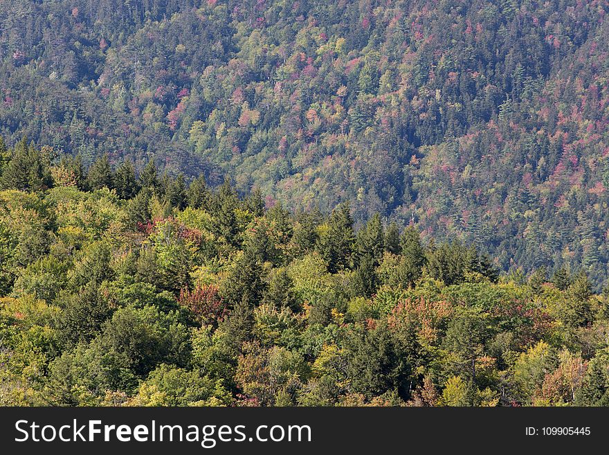 Aerial View Photography of Trees