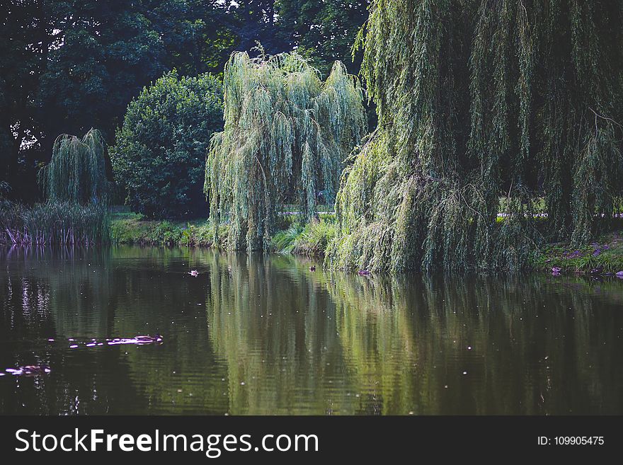 Willow that grow along the river