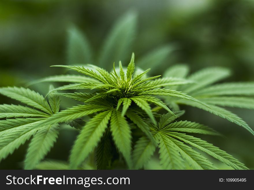 Shallow Focus Photography of Cannabis Plant