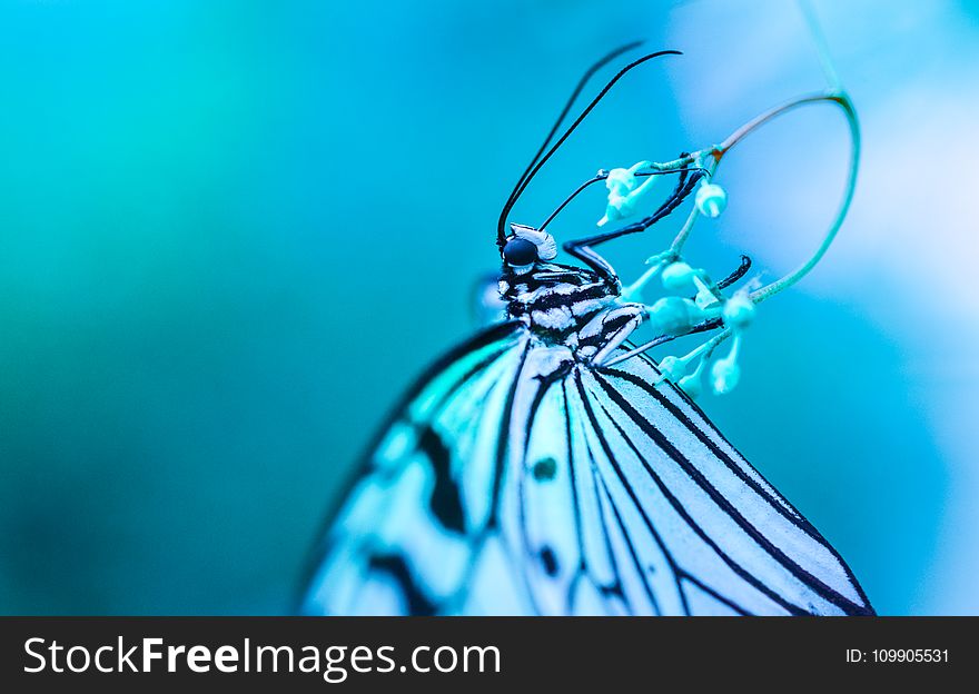 Macro Photography of White and Black Butterfly