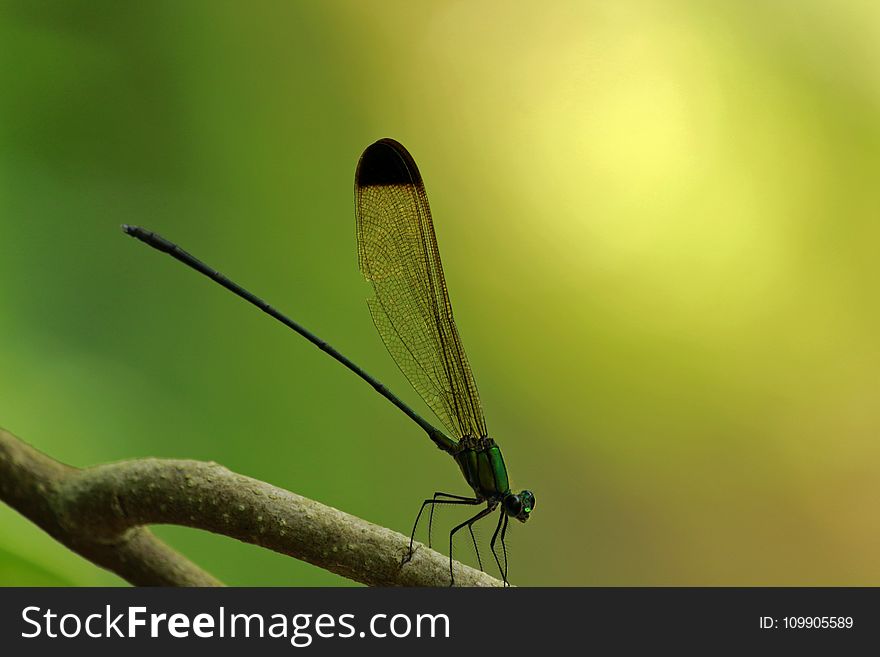 Black, Tipped, Forest, Glory