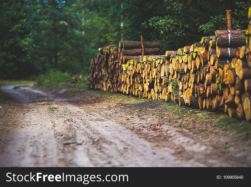 The Road Through The Forest