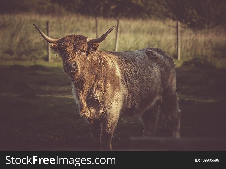 Agriculture, Animal, Cattle